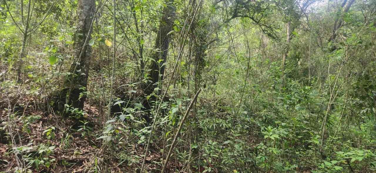 TERRENO EN VENTA – SAN PEDRO SACATEPÉQUEZ, GUATEMALA — foto 2 de 2