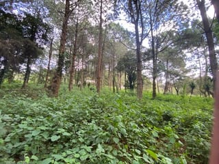 Propiedad en venta Santa Elena Barillas km 31 — miniatura 2 de 7