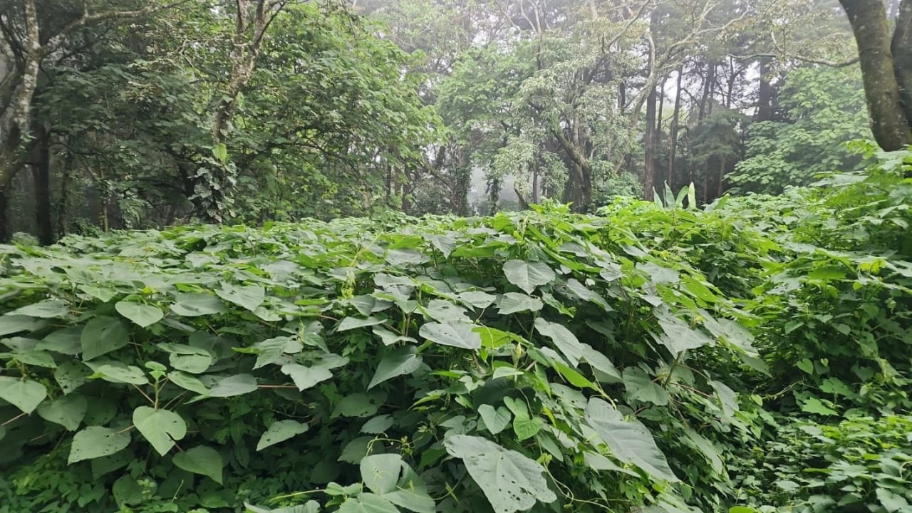 Terreno en venta en Premier Campestre km 23 carretera a El Salvador — foto 7 de 7