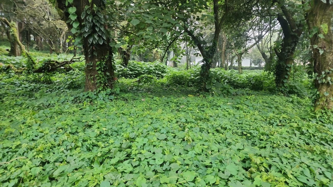 Terreno en venta en Premier Campestre km 23 carretera a El Salvador — foto 5 de 7