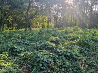 Terreno en venta en Premier Campestre km 23 carretera a El Salvador — miniatura 3 de 7